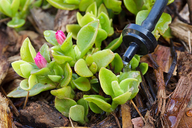 سیستم آبیاری قطره ای
