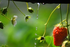 سیستم آبیاری قظره ای